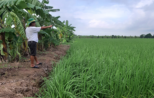 Ông Nguyễn Kim Cương thu hoạch từ 60 – 70 tấn thóc từ thửa ruộng lớn